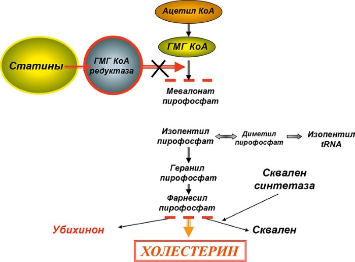 Аторвастатин. Инструкция по применению. Цена, аналоги, отзывы