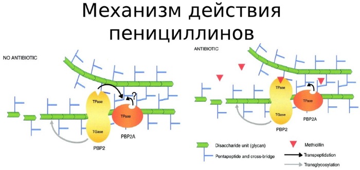 Аугментин. Инструкция по применению. Цена, аналоги