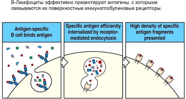 Что значат пониженные лимфоциты в крови у ребенка. Причины, болезни, лечение