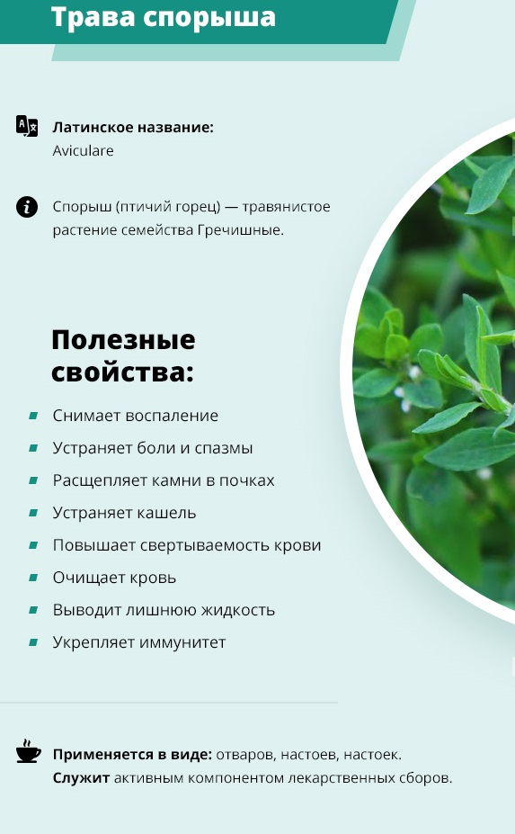 Горец птичий. Полезные свойства травы, применение и противопоказания