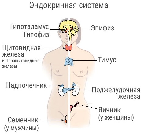 Гормональный сбой у женщин. Причины, симптомы, лечение, препараты