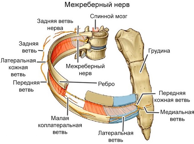 Грудной остеохондроз у женщин. Признаки, ощущение. Лечение, препараты, упражнения