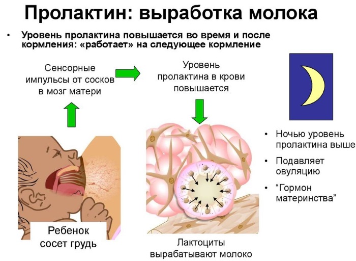 Лактационная аменорея. Что это такое, лечение