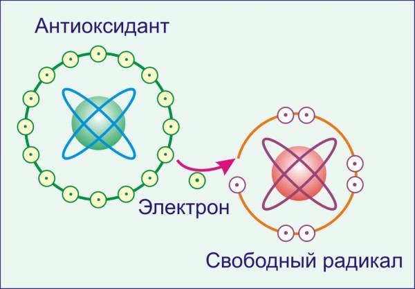 Макадамия орех. Полезные свойства, рецепты для женщин, мужчин, детей. Противопоказания
