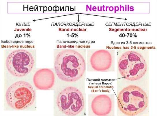 Палочкоядерные нейтрофилы картинки