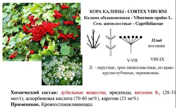 Польза калины для организма