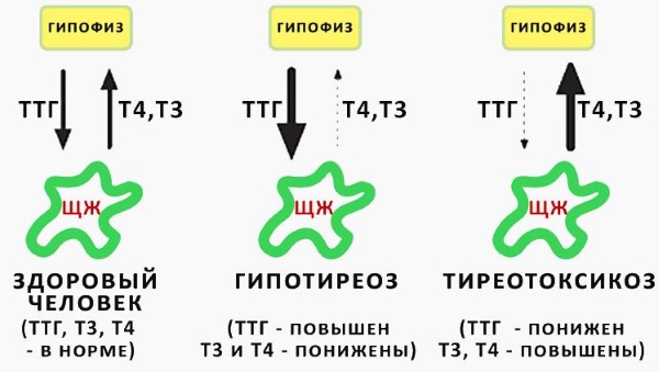 Тиреотропный гормон. Норма у женщин по возрасту, расшифровка. Что значит повышен, как лечить