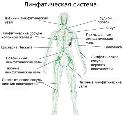 Подмышечные лимфоузлы у женщин фото