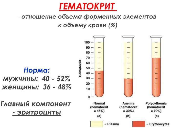 Общий анализ крови. Норма по возрасту, полу у взрослых, детей. Расшифровка результатов