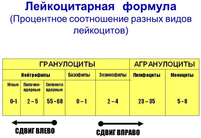 Общий анализ крови. Норма по возрасту, полу у взрослых, детей. Расшифровка результатов