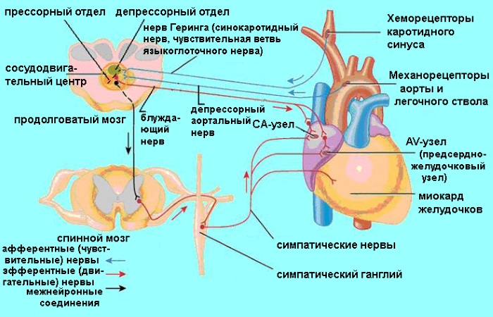 Атеросклероз сосудов головного мозга. Симптомы и лечение у пожилых, молодых