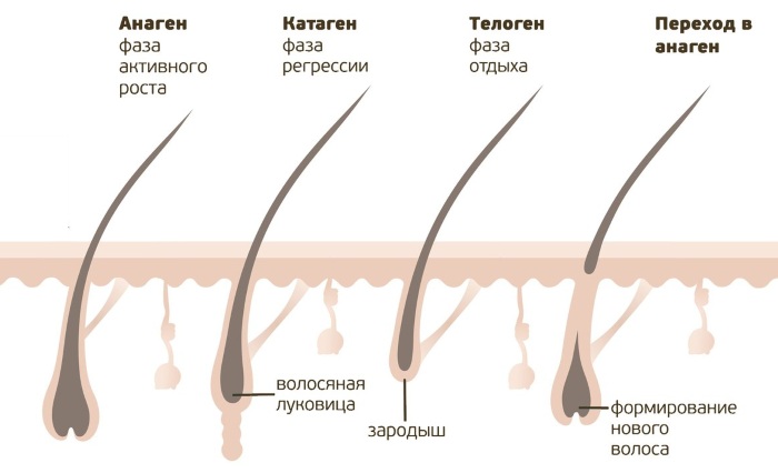 Алопеция у женщин фото до и после лечения