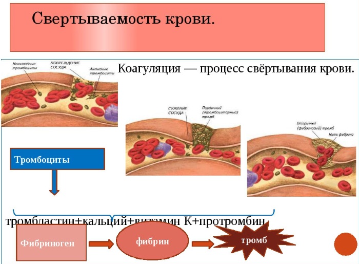 Гемостазиограмма. Что это такое при беременности, в чем разница с коагулограммой, расшифровка показателей