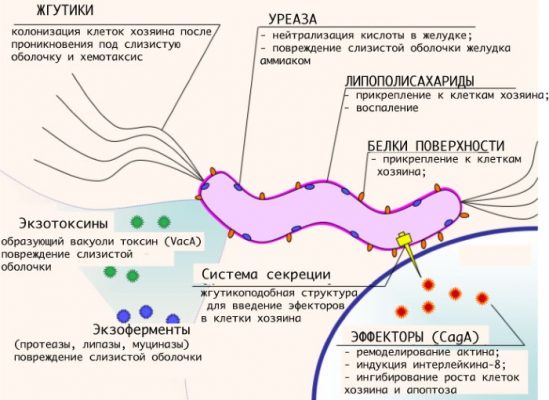 Антибиотики при хеликобактер пилори схемы