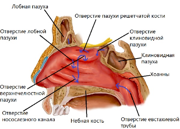 Как быстро избавиться от насморка у ребенка, взрослого, при беременности. Капли, народные средства