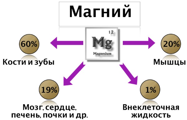 Суточная норма магния для человека