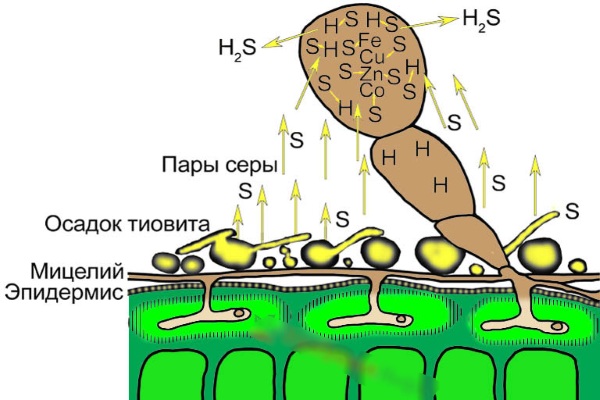 молочко видаля