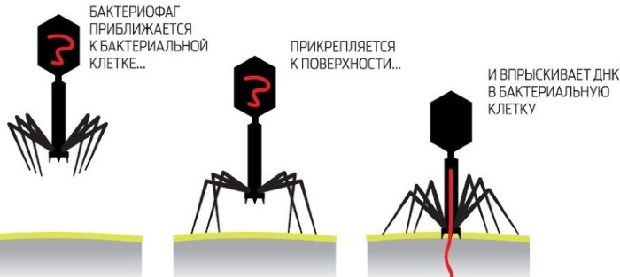 Поливалентный бактериофаг. Инструкция по применению для детей. Цена, аналоги