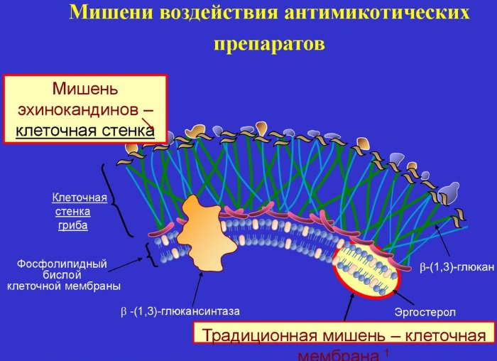 Противогрибковые препараты широкого спектра действия в таблетках. Названия, цены