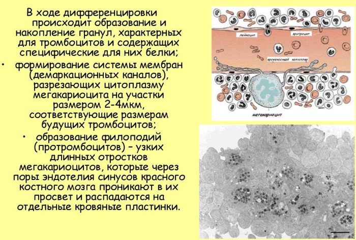 Снижение тромбоцитов в крови. Причины, о чем говорит, лечение