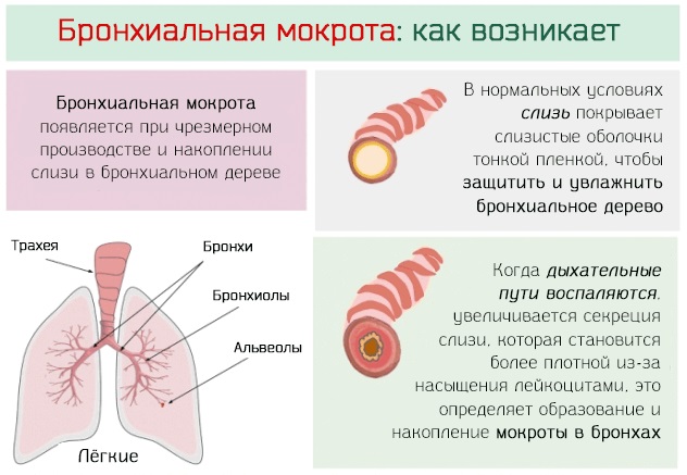 Стодаль. Инструкция по применению для детей, женщин при беременности. Цена, аналоги, отзывы