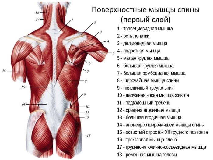 Упражнение для позвоночника крокодил. Комплекс Антипко для спины. Техника выполнения, видео