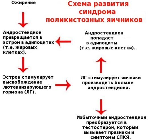 Андростендион повышен у женщин. Что это, норма, за что отвечает, когда сдавать, причины отклонения