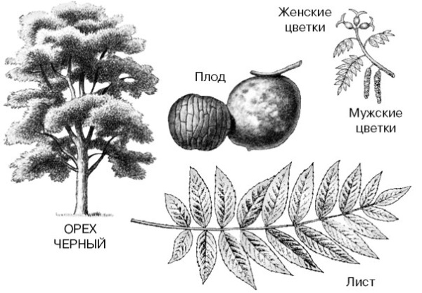 Черный орех. Полезные свойства настойки, экстракт, масло, листья. Применение народной медицине, как принимать, противопоказания