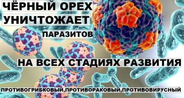 Черный орех. Полезные свойства настойки, экстракт, масло, листья. Применение народной медицине, как принимать, противопоказания