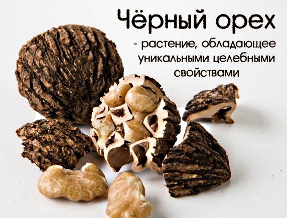 Черный орех. Полезные свойства настойки, экстракт, масло, листья. Применение народной медицине, как принимать, противопоказания