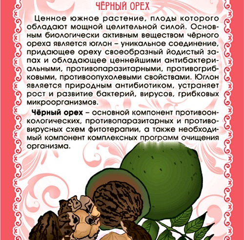 Черный орех. Полезные свойства настойки, экстракт, масло, листья. Применение народной медицине, как принимать, противопоказания