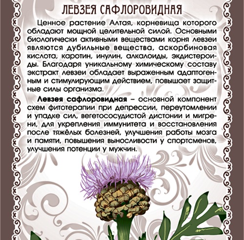 Левзея сафлоровидная. Полезные свойства и противопоказания