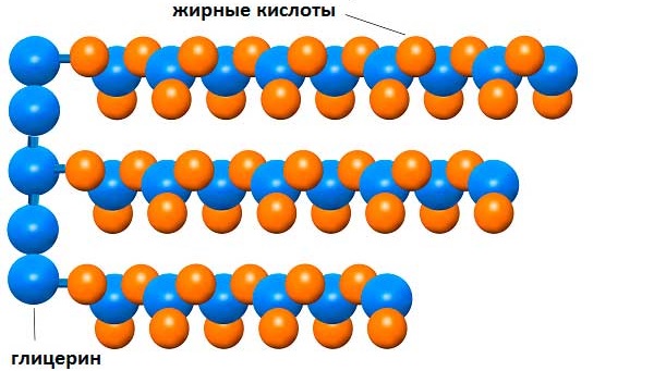 Триглицериды повышены. Что это значит, норма в крови. Строение, функция, простые и смешанные, уровень в анализе