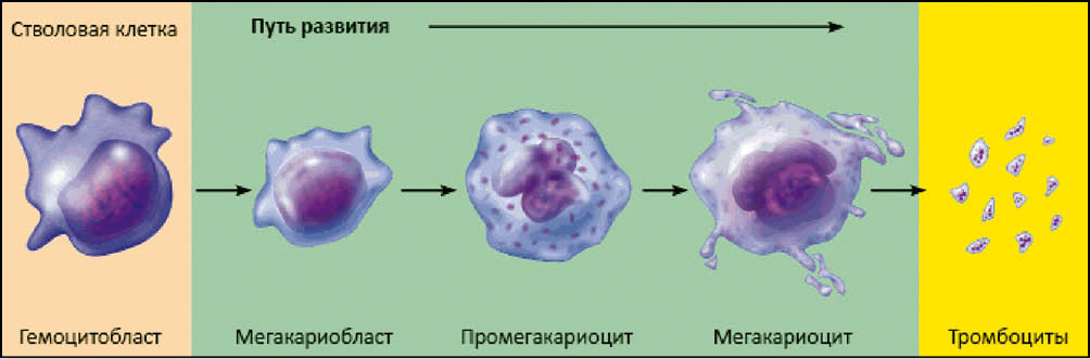 Норма тромбоцитов у мужчин по возрасту. Таблица, расшифровка анализа