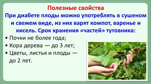 Тутовник. Полезные свойства и противопоказания. Как употреблять от кашля, давления, сахарного диабета, болей в желчном пузыре, подагры, панктеатита и других болезней