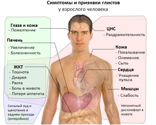 Энтеробиоз у взрослых. Симптомы и лечение, препараты