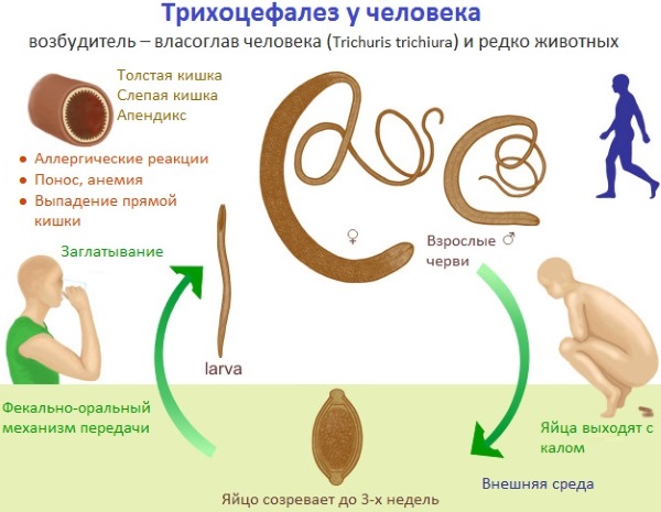 Глисты у взрослых. Симптомы и лечение. Анализы, народные средства, препараты