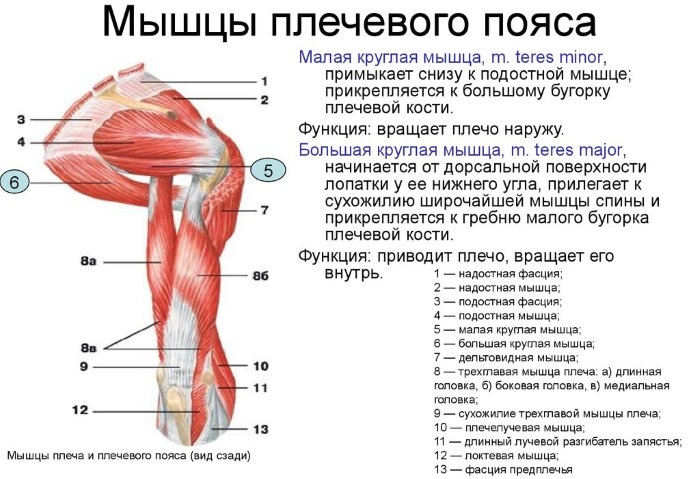 Мышцы верхних и нижних конечностей. Названия и функции, физиологическое строение человека