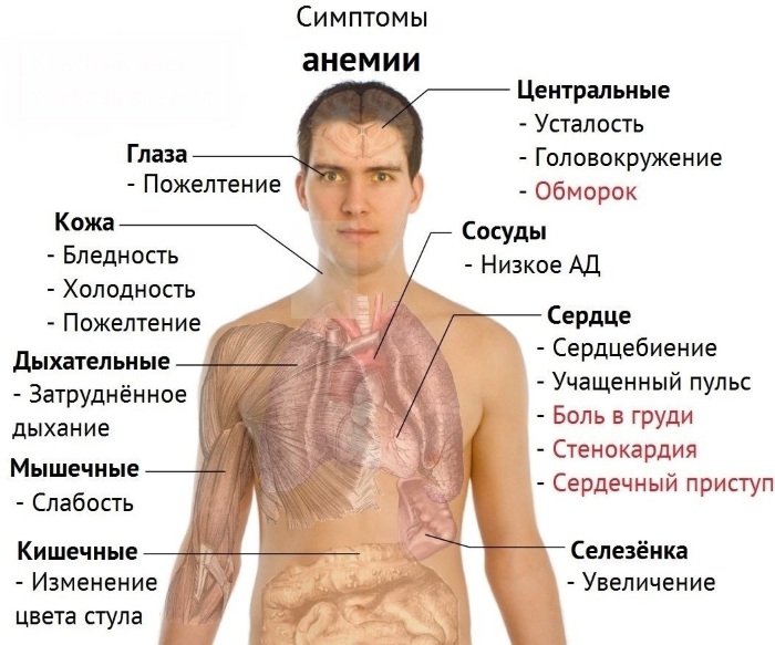 Облепиха. Лечебные свойства. Рецепты применения и противопоказания