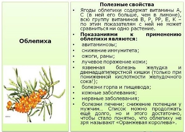 Облепиха. Лечебные свойства. Рецепты применения и противопоказания