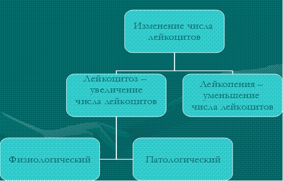 Повышенное содержание лейкоцитов в крови у мужчин, женщин, ребенка. Причины и что делать