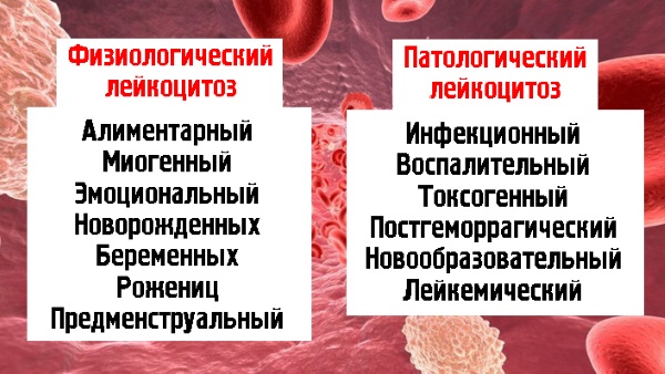 Повышенное содержание лейкоцитов в крови у мужчин, женщин, ребенка. Причины и что делать