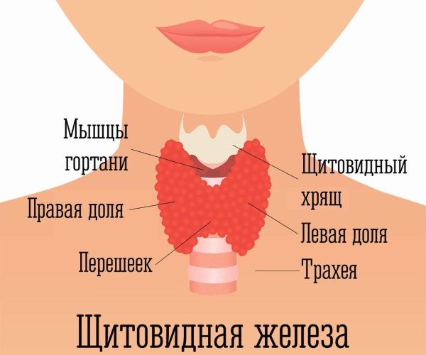 Проблемы с щитовидной железой у женщин и мужчин. Симптомы и лечение