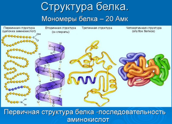 Роль белка в организме человека. Недостаток и переизбыток, симптомы, причины и лечение. Белковые продукты