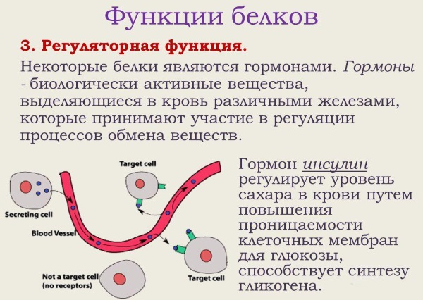 Роль белка в организме человека. Недостаток и переизбыток, симптомы, причины и лечение. Белковые продукты