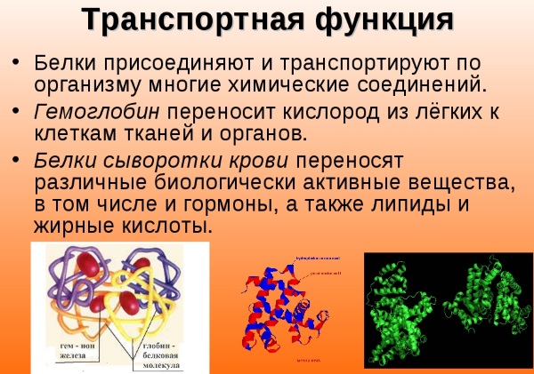 Роль белка в организме человека. Недостаток и переизбыток, симптомы, причины и лечение. Белковые продукты