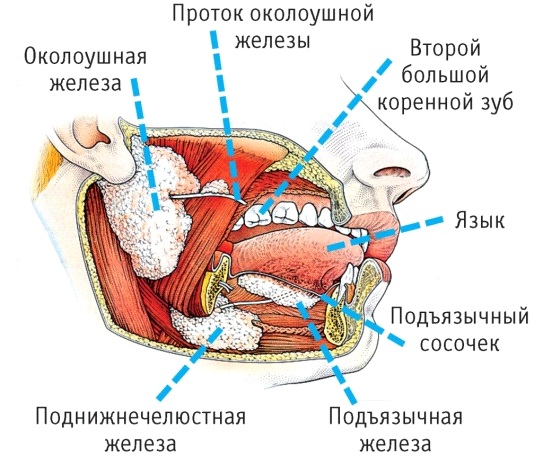 Слюнные железы. Где находятся, за что отвечают, функции, анатомия, строение, болезни