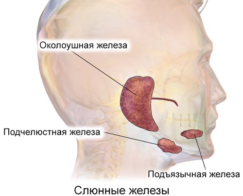 Слюнные железы. Где находятся, за что отвечают, функции, анатомия, строение, болезни