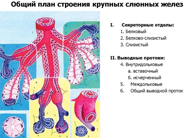 Слюнные железы. Где находятся, за что отвечают, функции, анатомия, строение, болезни