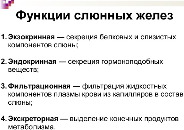 Слюнные железы. Где находятся, за что отвечают, функции, анатомия, строение, болезни